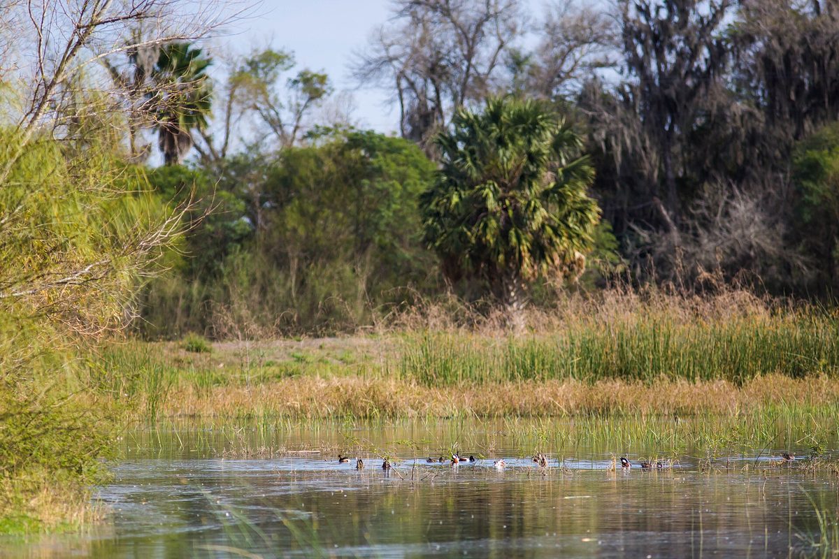 A shallow pond with ducks on the water, tall grass and palms behind it at the Santa Ana National Wildlife Refuge near Alamo