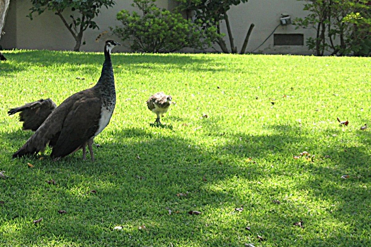 A peahen and her small chick walking on a sunlit green lawn in Arcadia, with shrubs and a pale wall behind them