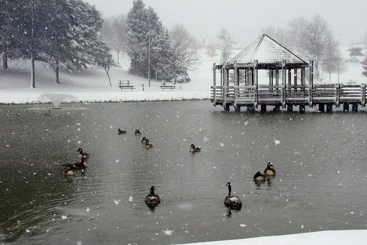 Snow falling on the pond at Vlasis Park in Ballwin, with Canada geese on the water and a wooden gazebo on a pier