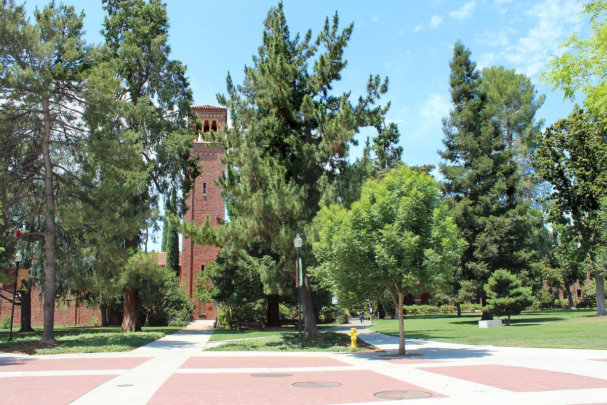 A red brick bell tower rising behind tall pines and leafy trees on the California State University, Chico campus, with a paved walkway in front