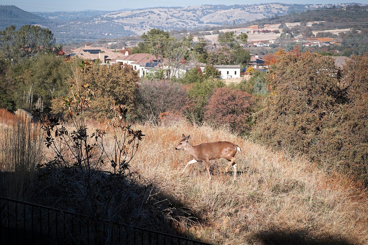 A young deer crossing a dry, grassy hillside in Folsom, with tile-roofed houses and rolling hills in the distance