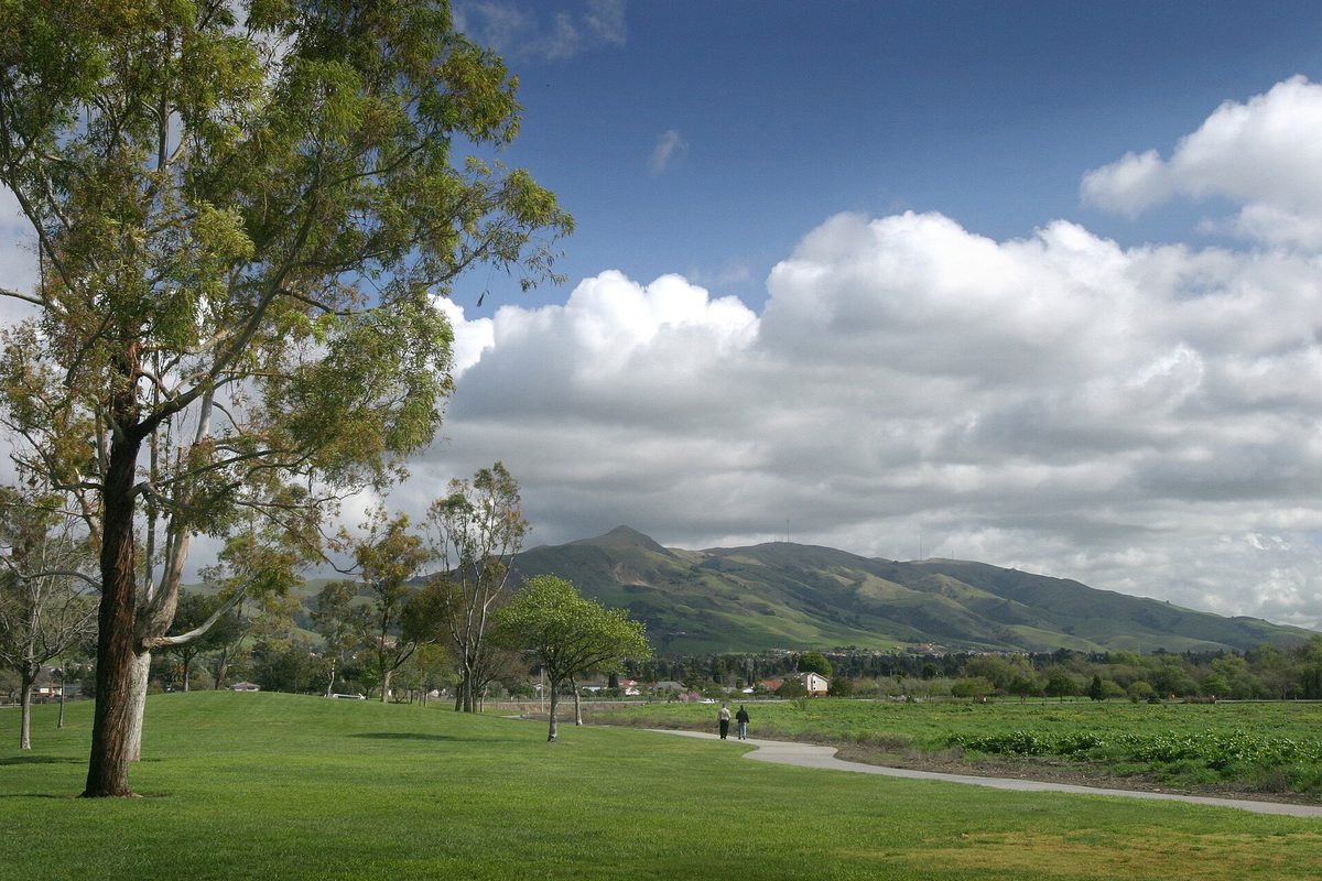 A wide lawn and eucalyptus trees at Lake Elizabeth in Fremont, with Mission Peak under big white clouds