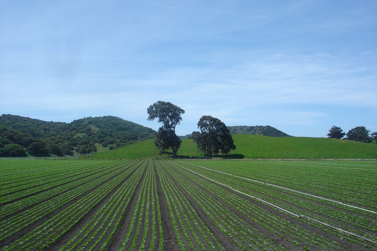 Long rows of young green crops in a field near Greenfield, with two oak trees and rolling green hills behind