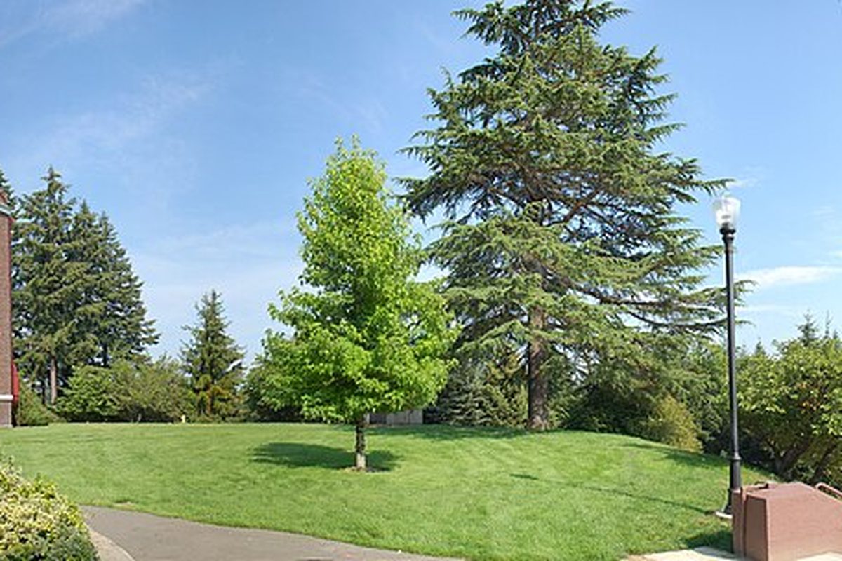 A green lawn with a young maple, a tall cedar and a black lamp post on the Saint Martin's University campus in Lacey under a blue sky
