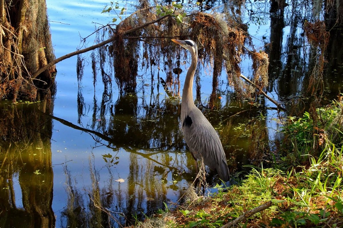 A great blue heron standing at the edge of dark, still water under trees hung with Spanish moss
