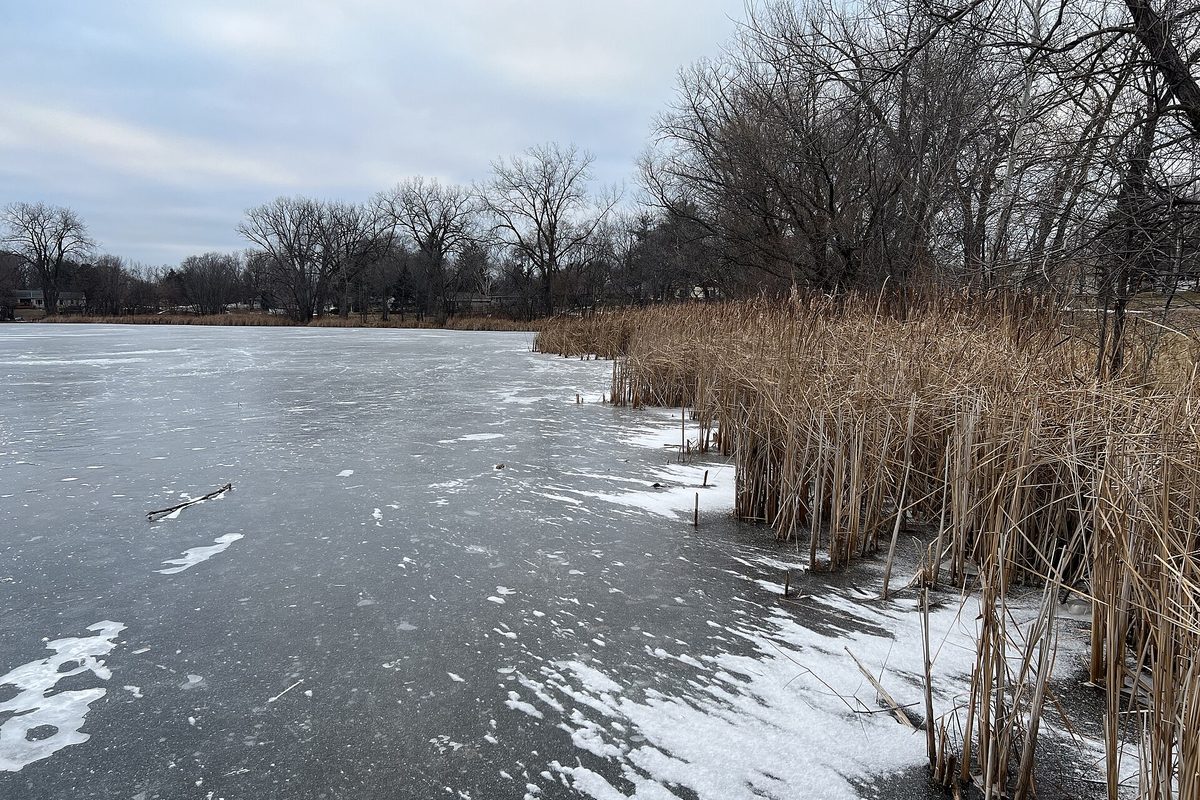 Frozen Wakefield Lake in Maplewood on a gray winter day, with dry tan cattails and bare trees along a snowy shoreline