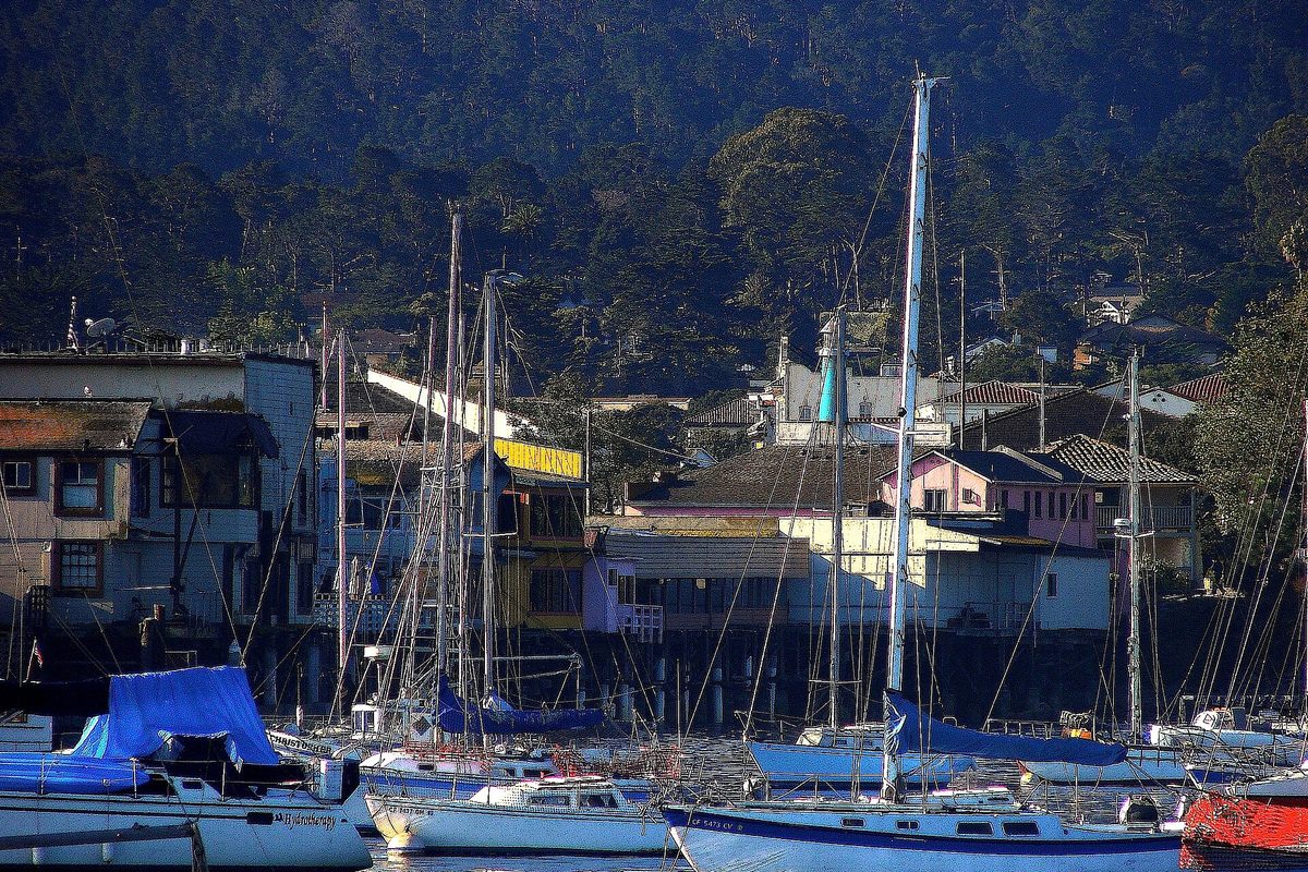 Sailboats moored in Monterey Harbor in front of waterfront buildings and a tree-covered hillside