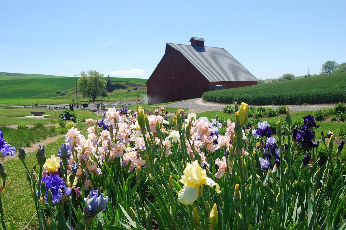 Pink, yellow and purple irises in the foreground, with a red barn and green rolling fields behind them at the University of Idaho Arboretum