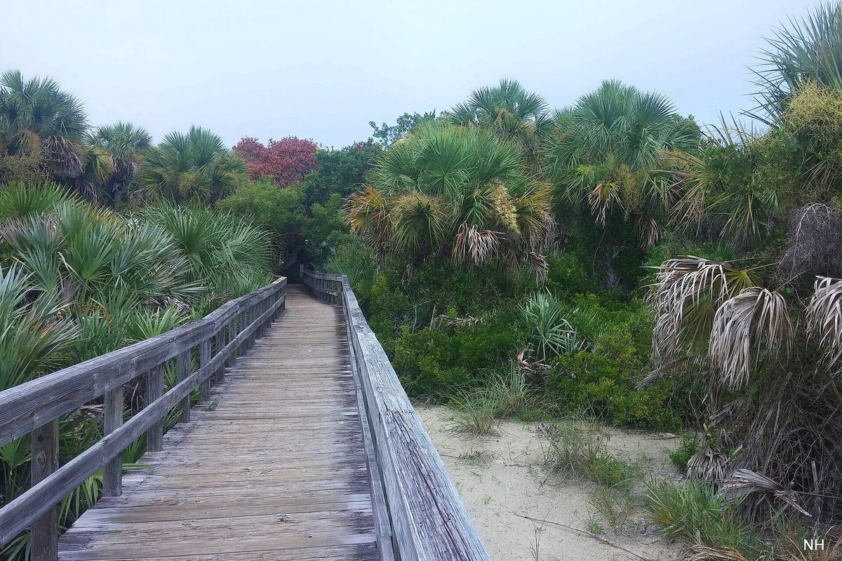 A weathered wooden boardwalk running through saw palmettos and cabbage palms toward pale sand under a grey sky