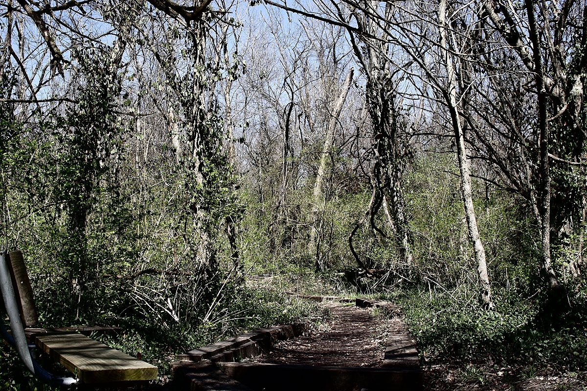 A wooden boardwalk trail winding through bare and leafing trees at Rock Springs Nature Park in O'Fallon, with a bench at the left edge
