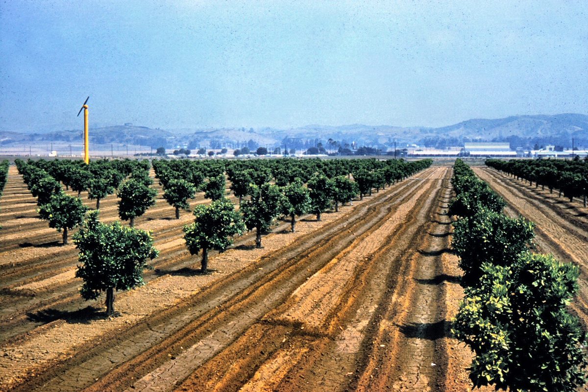 Rows of young orange trees in furrowed soil along Golden Avenue in Placentia in 1961, with low hills and buildings in the distance