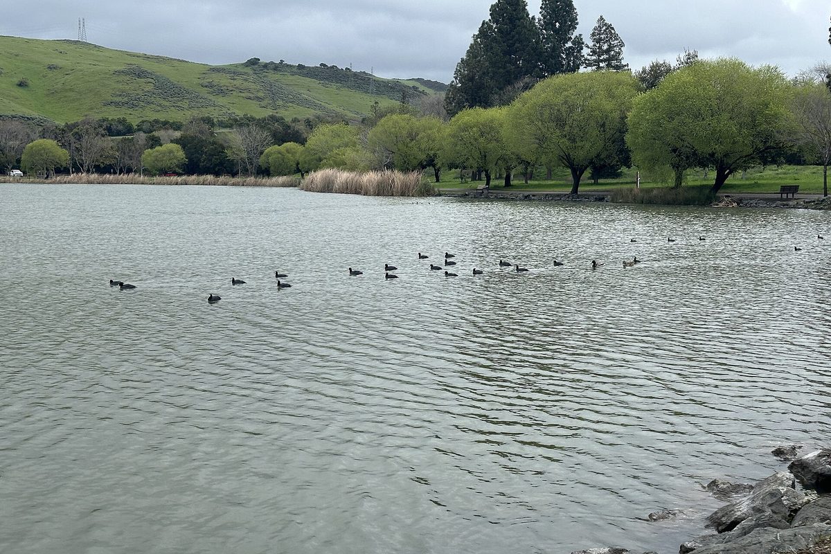 Waterbirds swimming in a line across Cottonwood Lake in Hellyer County Park, with willows and green hills behind