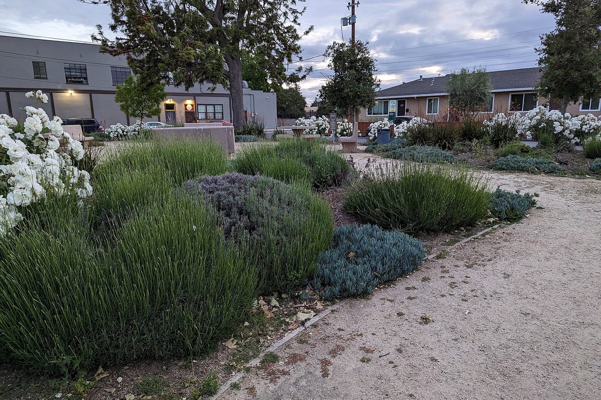 Lavender and white rose beds beside a gravel path at Hayward Park Square in San Mateo, with low buildings behind at dusk