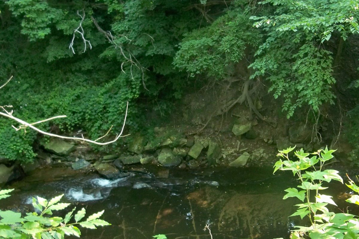 Euclid Creek running dark and shallow over rocks under a thick green canopy of trees