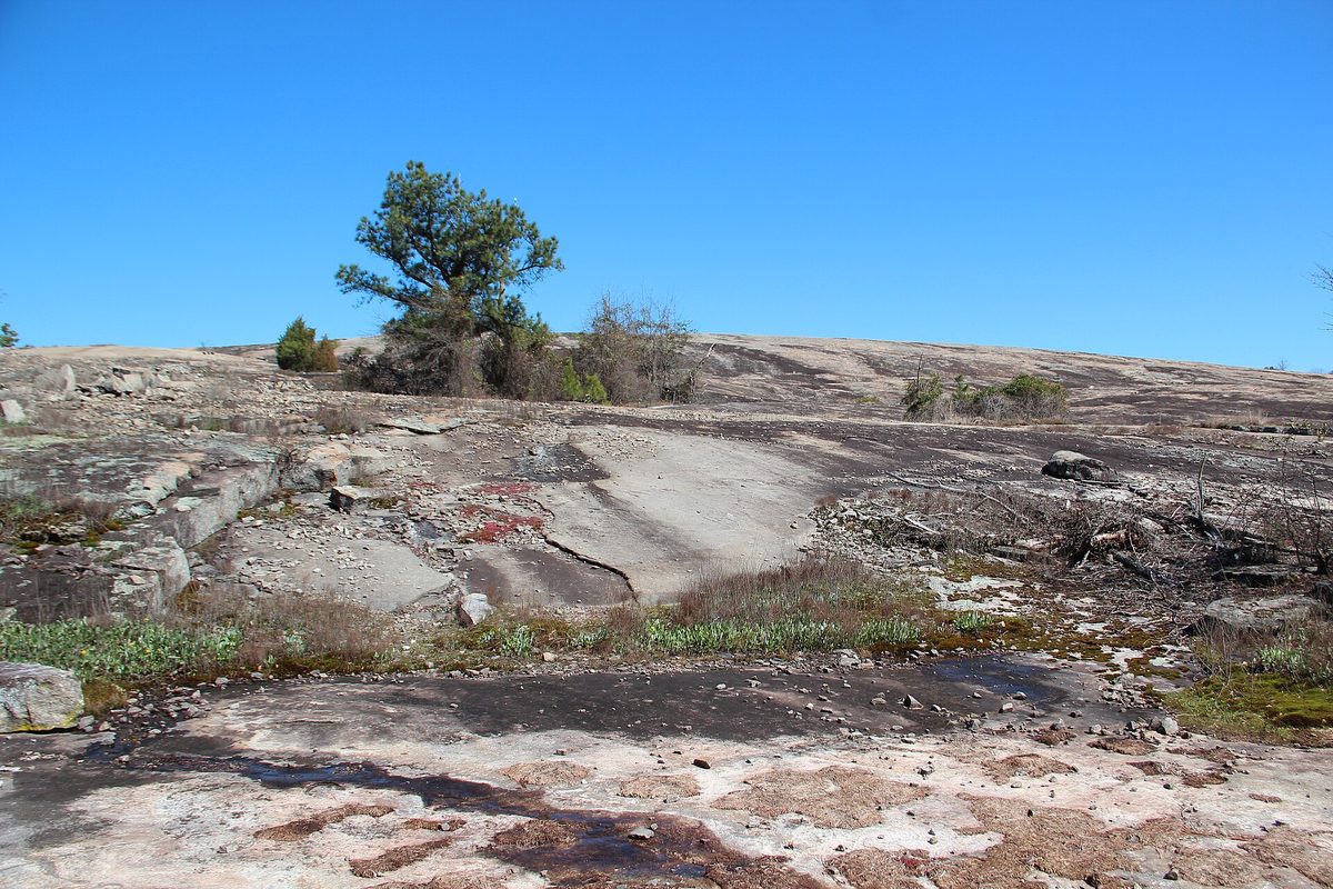 Bare granite slopes of Arabia Mountain with a lone pine tree and low shrubs under a clear blue sky