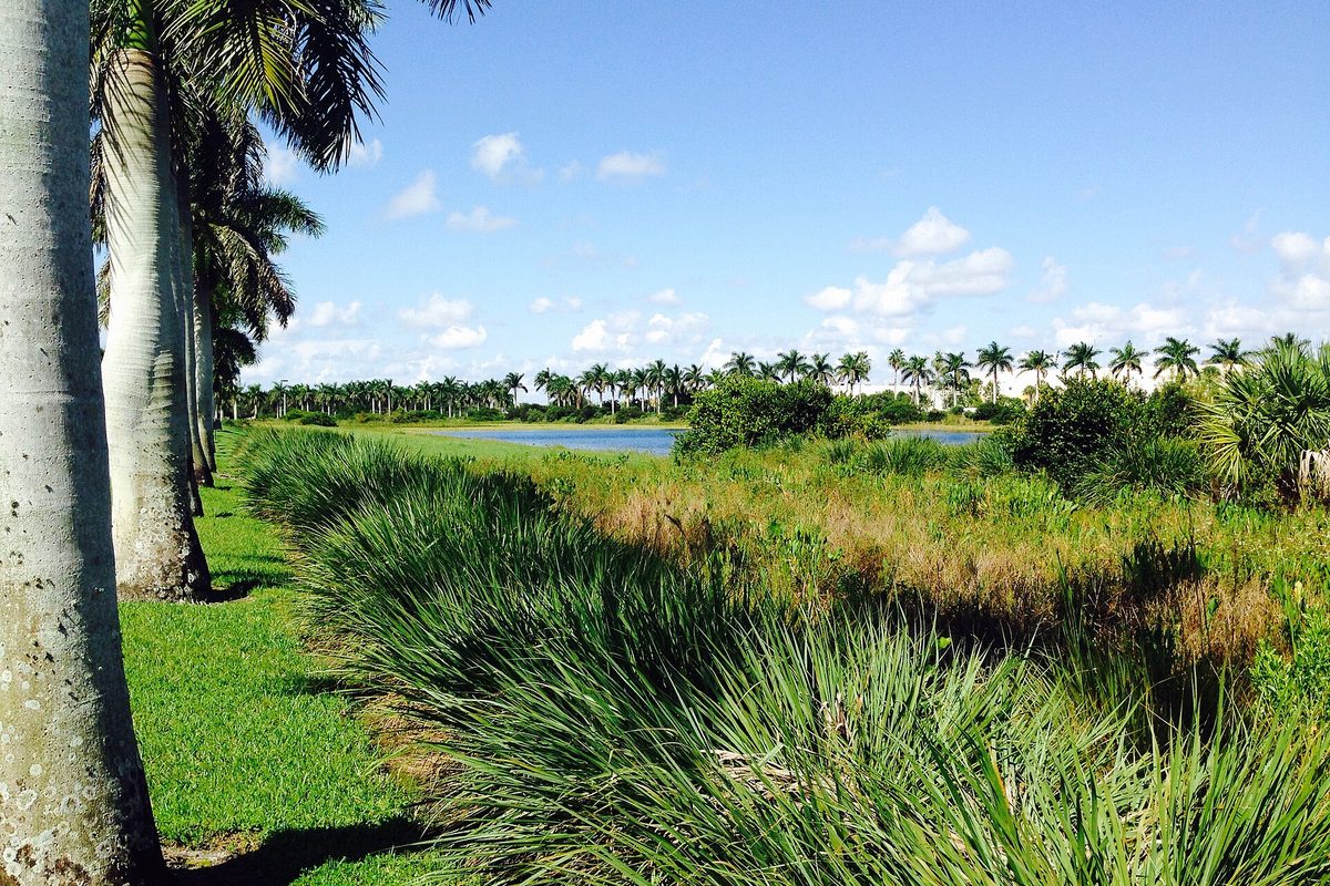 A row of royal palms beside tall grasses and a lake in Tamarac under a bright blue sky