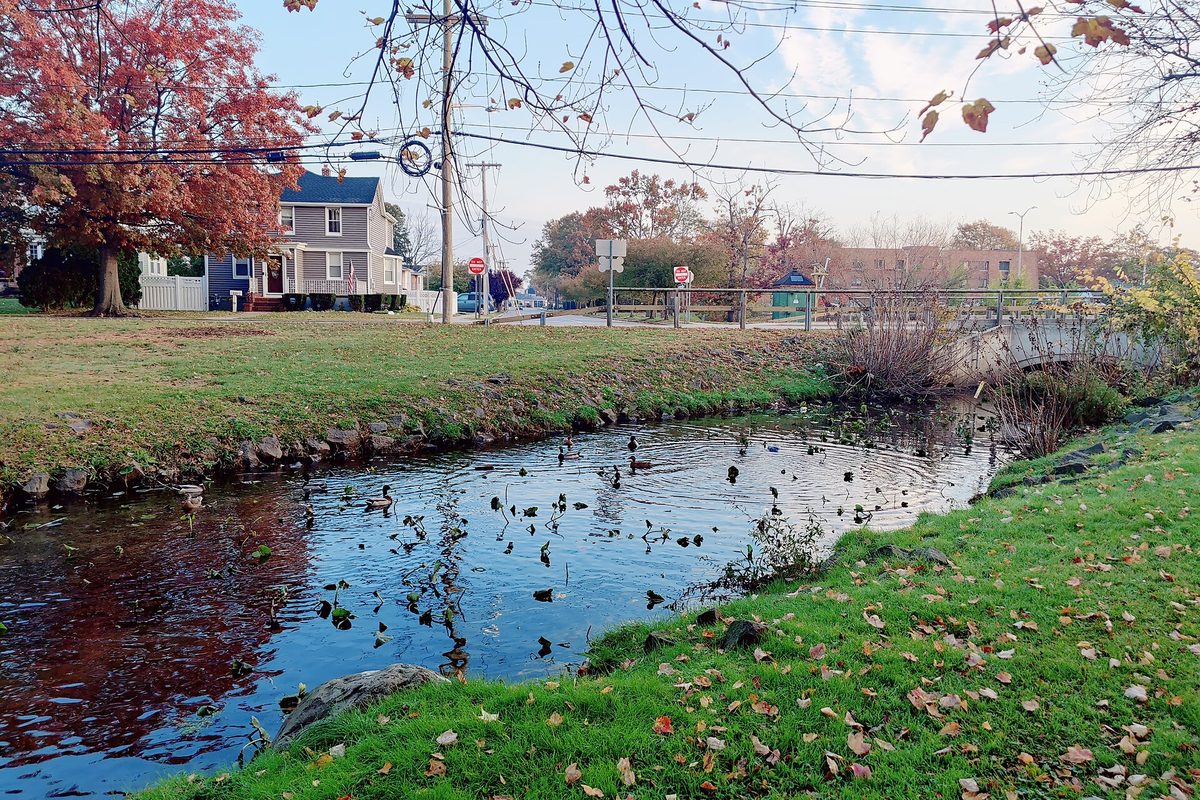 Ducks on a stream between grassy banks in Valley Stream in autumn, with a red-leafed tree and a gray house beyond a small bridge